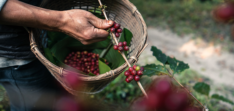 Amarla Coffee Harvesting